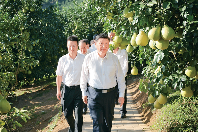 　　2025年11月7日至8日，中共中央總書記、國家主席、中央軍委主席習(xí)近平在廣東考察。這是7日下午，習(xí)近平在梅州市梅縣區(qū)雁洋鎮(zhèn)南福金柚種植基地考察。